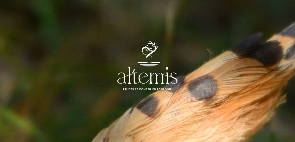 logos-screen-altemis Voir le projet Altemis - WordPress